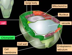 actual plant cell