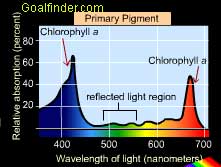 chlorophyll absorbance spectrum
