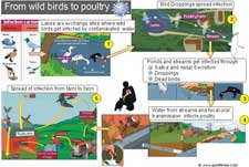 Poster- how wild birds pass on the infection to the domestic poultry