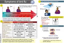 Poster - identifying bird flu symptoms 