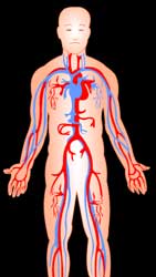 Circulatory system human body 