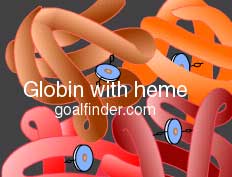 hemoglobin, globin, heme group