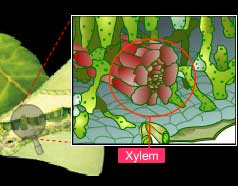 Transfer of water to a leaf through xylem