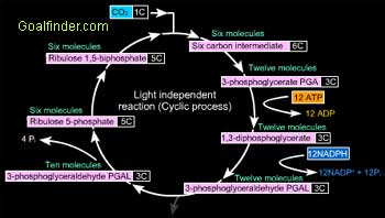 Calvin Benson cycle for glucose production 