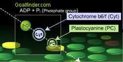Photosystem I and II chemicals