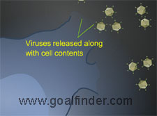 Virus cell lysis