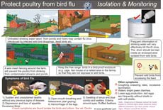 Poster-Practice isolation and monitoring to protect poultry from bird flu