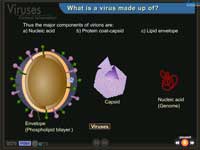 Virus - envelope - capsid - nucleic acid 