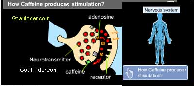 How caffeine produces stimulation in our nervous system?