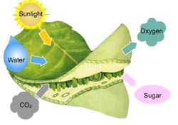 photosynthesis takes place in presence of carbondioxide, water and sunlight giving out oxygen and sugar 
