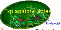 Explanatory notes section explains in detail chloroplast, chlorophyll, glucose etc. 